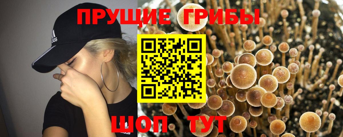 Семёнов  Псилоцибиновые грибы Psilocybine cubensis  Вход с VPN  Галлюциногенные грибы Psilocybine cubensis 